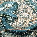 Image of Speckled Kingsnake