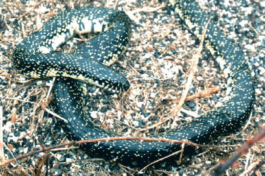 Lampropeltis holbrooki Stejneger 1902的圖片