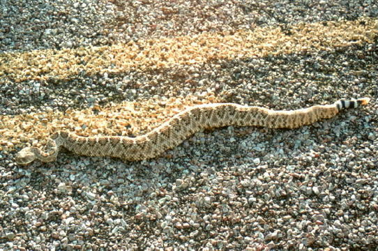 Image of Western Diamond-backed Rattlesnake