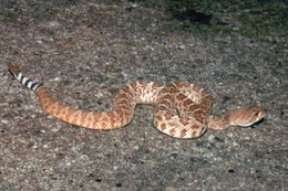 Image of Red Diamond Rattlesnake