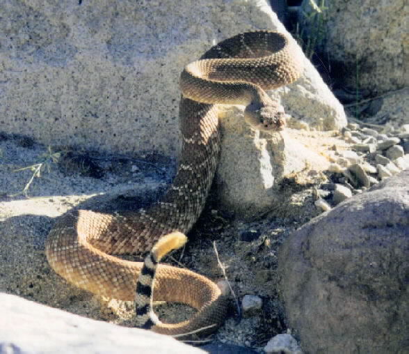 Image of Red Diamond Rattlesnake