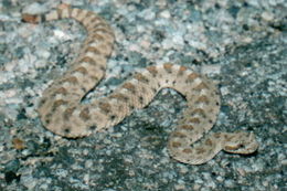 Image of Sidewinder Rattlesnake