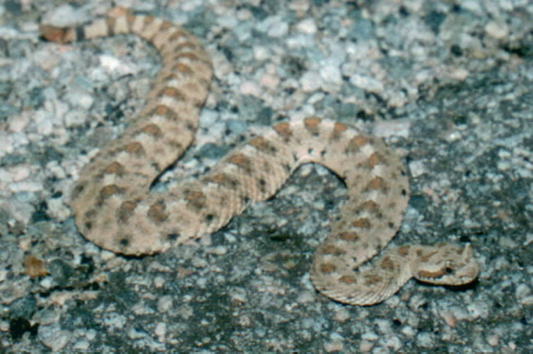 Image of Sidewinder Rattlesnake