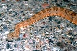 Image of Panamint Rattlesnake