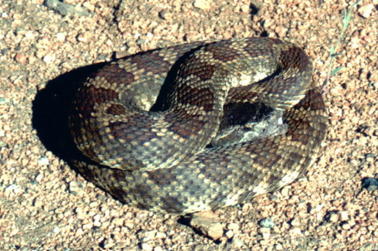 Image of Northern Pacific Rattlesnake