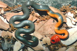 Image of Ring-necked Snake