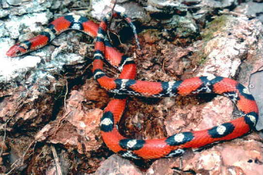 Слика од Cemophora coccinea (Blumenbach 1788)