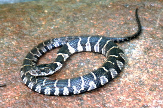 Image of Lake Erie Water Snake