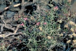 Image of thorn skeletonweed