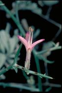 Image of thorn skeletonweed