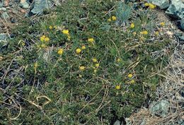 Image of Siskiyou buckwheat