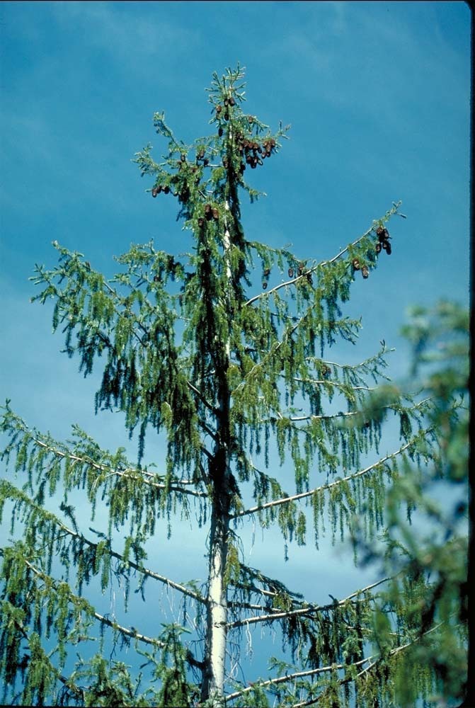 Image of Brewer spruce