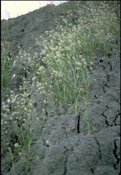 صورة Lepidium jaredii Brandegee