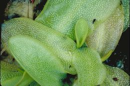 Image of California butterwort