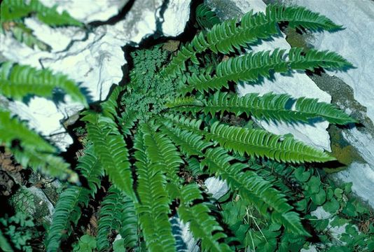 Слика од Polystichum lonchitis (L.) Roth