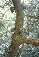 Image of Cedros Island Pine