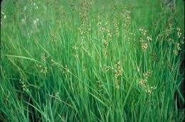 Juncus phaeocephalus Engelm. resmi