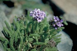 Слика од Polemonium eximium Greene