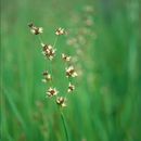 Juncus phaeocephalus Engelm.的圖片