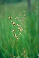 Juncus phaeocephalus Engelm. resmi