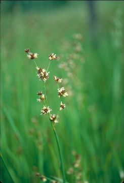 صورة Juncus phaeocephalus Engelm.