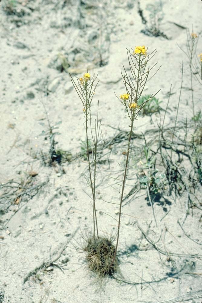 Image of Ben Lomond wallflower