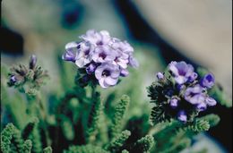 Слика од Polemonium eximium Greene