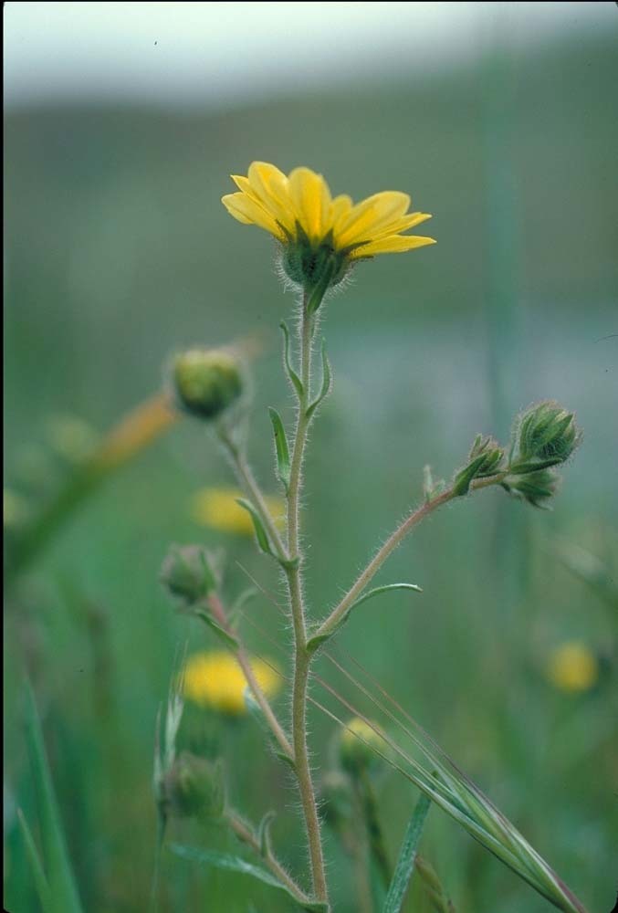 Image of hayfield tarweed