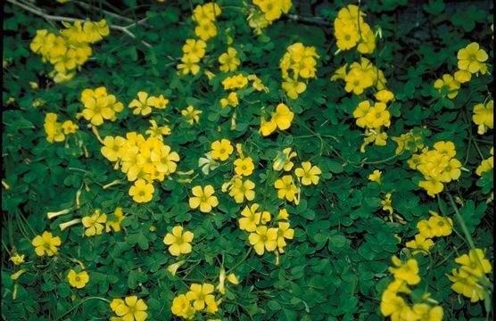 Oxalis pes-caprae L. resmi