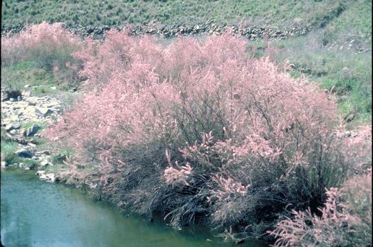 Image of smallflower tamarisk