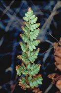 Image of Oregon cliff fern