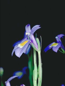 Image of cascade calicoflower