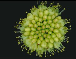 Image of Siskiyou buckwheat