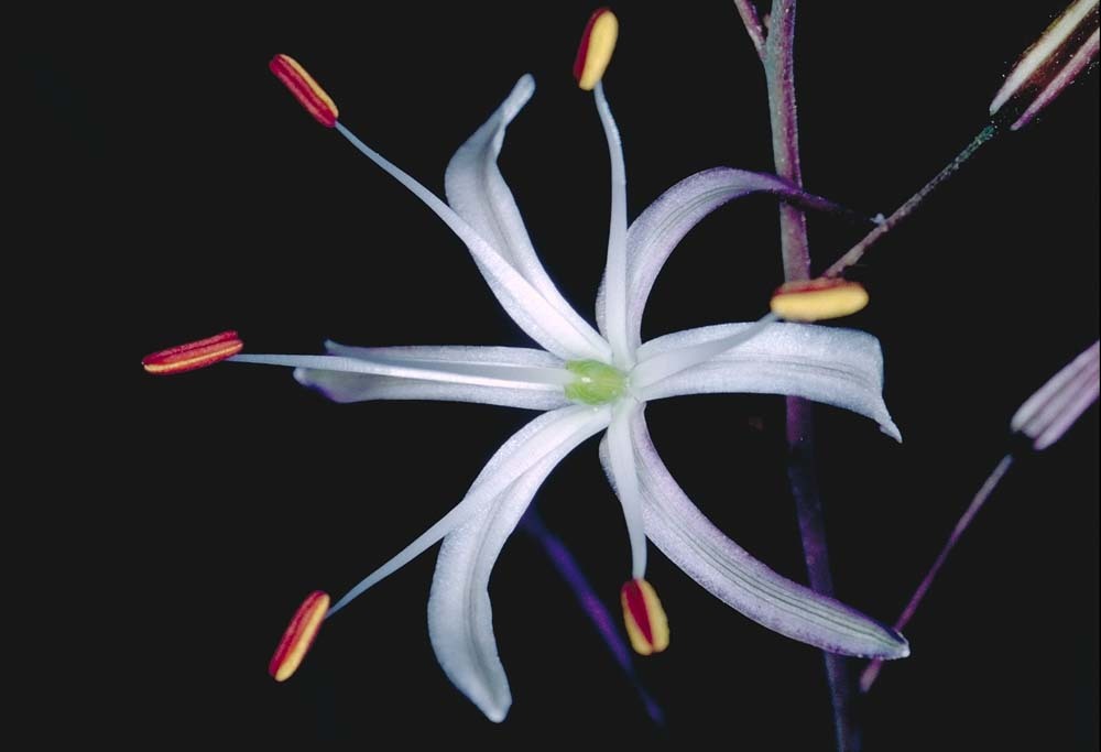 Image of wavyleaf soap plant