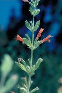 Image of monkeyflower savory