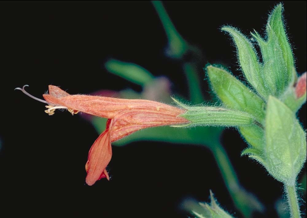 Image of monkeyflower savory