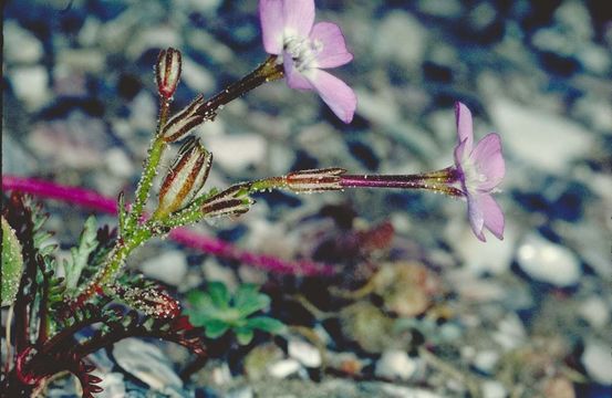 Image of Hoffmann's slender-flowered gilia