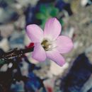 Image of Hoffmann's slender-flowered gilia