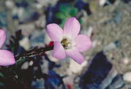 Image of Hoffmann's slender-flowered gilia