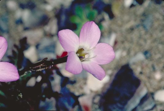 Image of Hoffmann's slender-flowered gilia