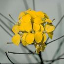 Image of Ben Lomond wallflower