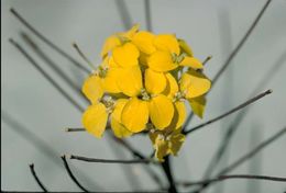 Image of Ben Lomond wallflower