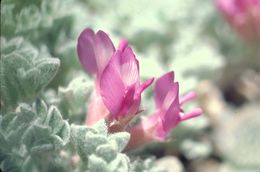 Plancia ëd Astragalus purshii var. tinctus M. E. Jones