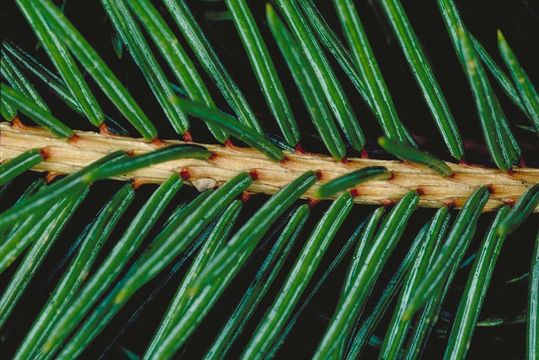 Image of Engelmann Spruce