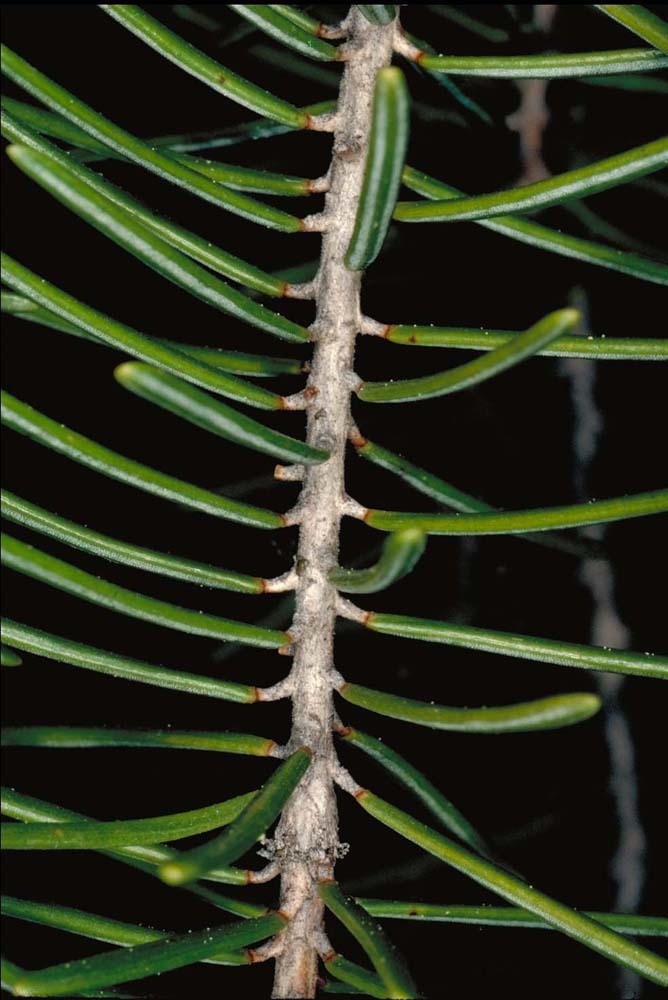 Image of Brewer spruce