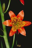 Image de Lilium parvum Kellogg