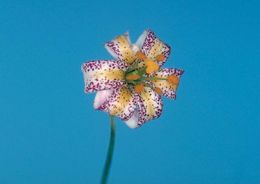 Image of Kellogg's lily