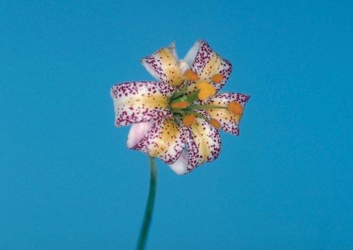 Image of Kellogg's lily