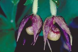 Image of Clustered lady's slipper