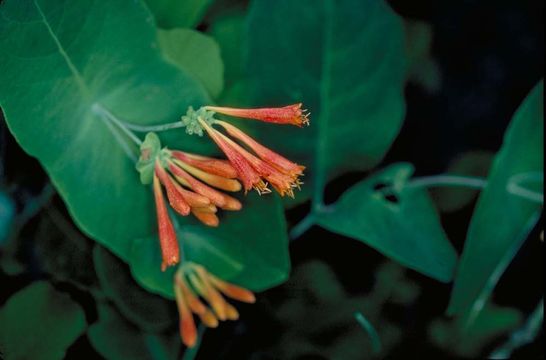 Image of Orange Honeysuckle